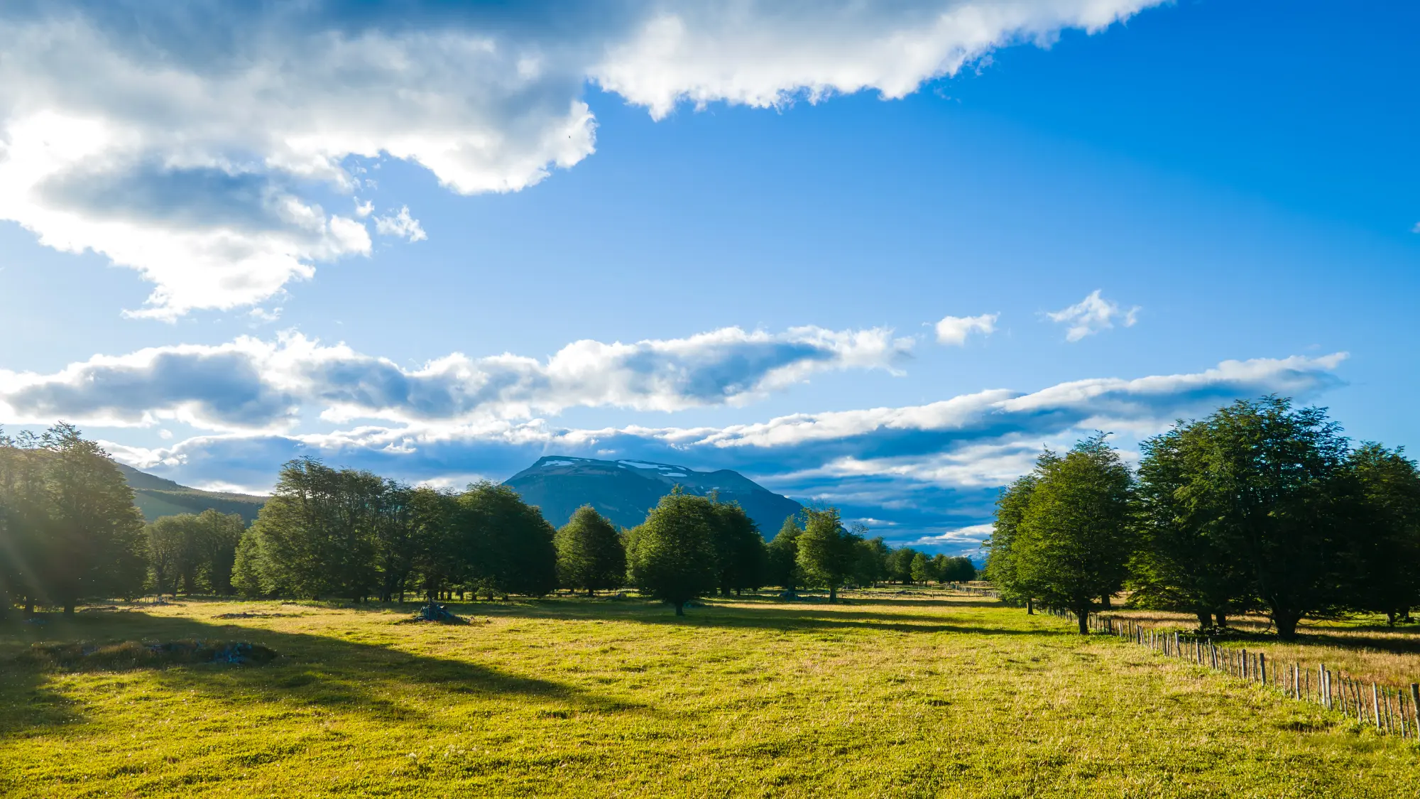 Forest Background